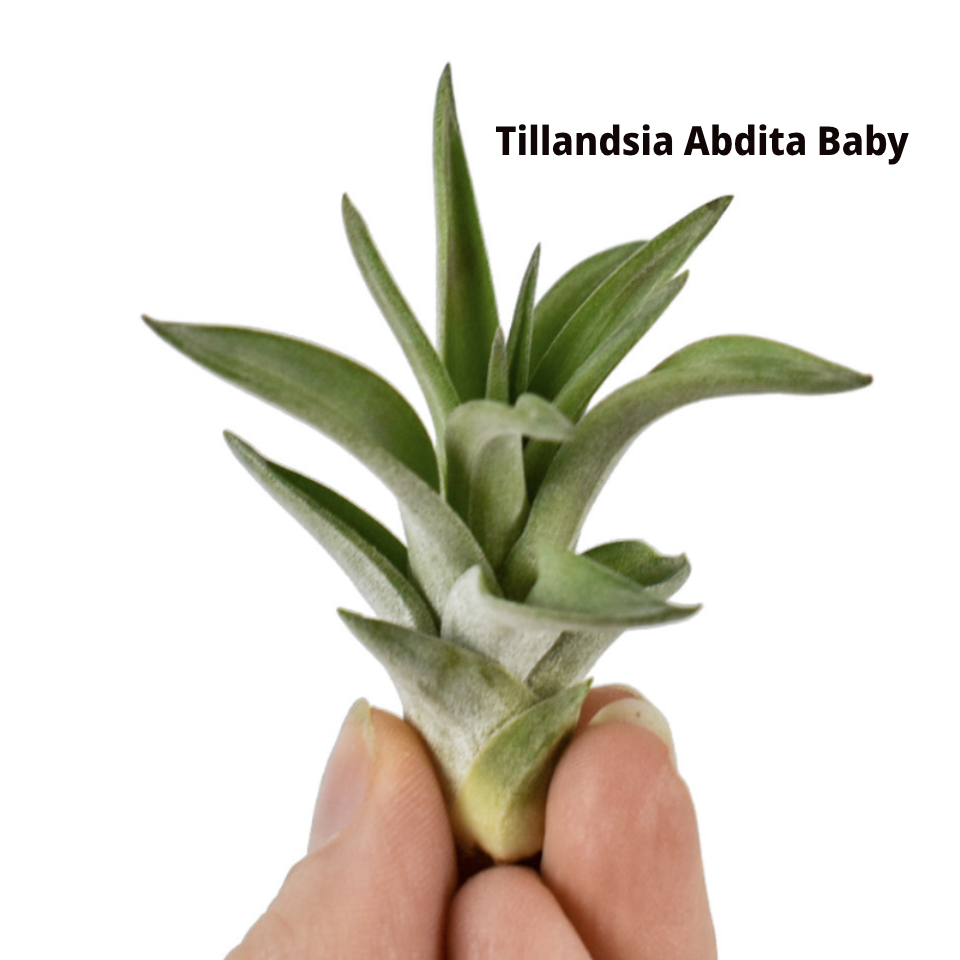 AIR PLANT Spring Token Abdita Baby