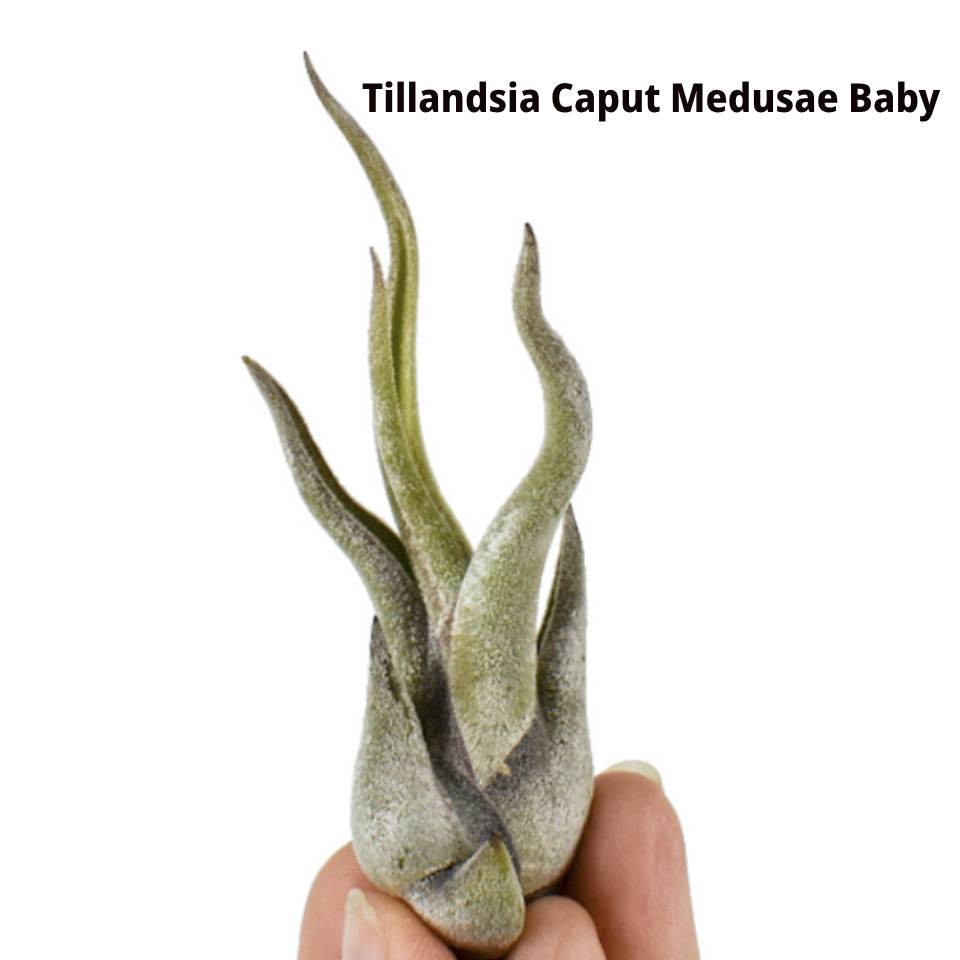AIR PLANT Spring Token Caput Medusae Baby