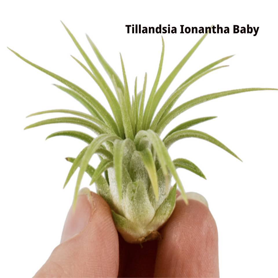 AIR PLANT Spring Token Ionantha Baby