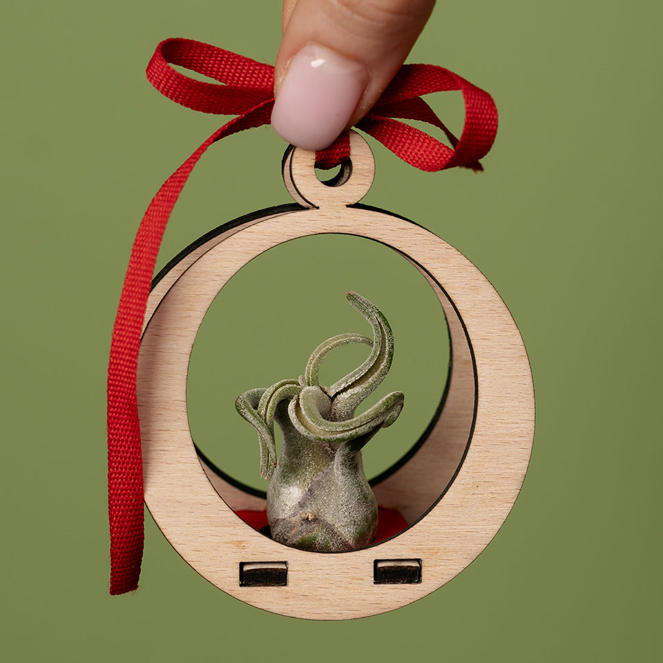 AIR PLANT GLOBE