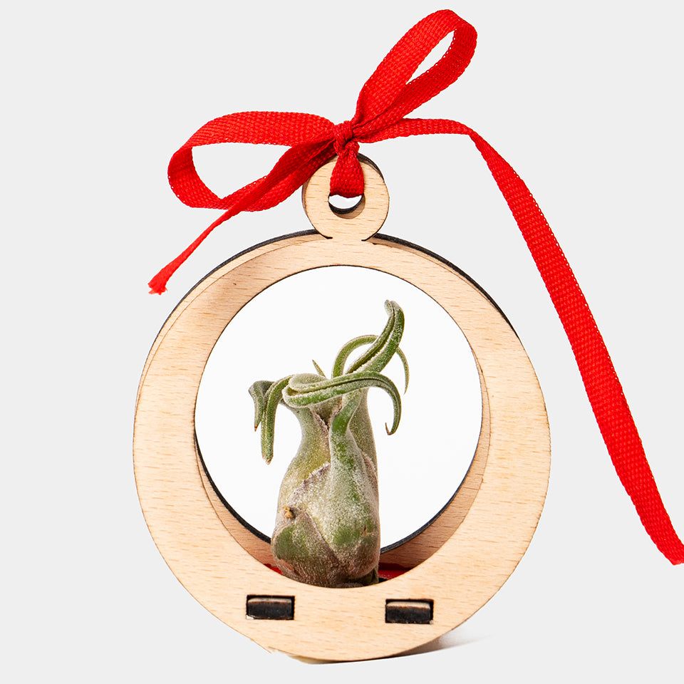 AIR PLANT GLOBE