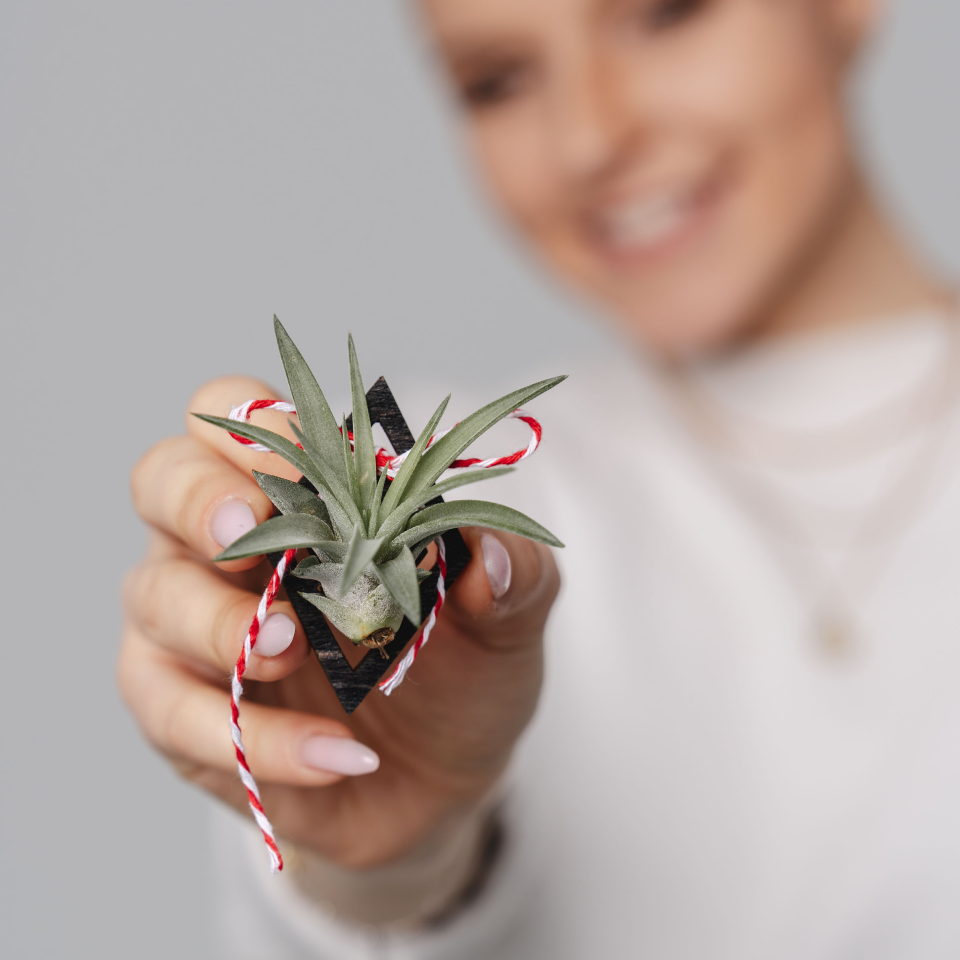 AIR PLANT Spring Token Abdita Baby