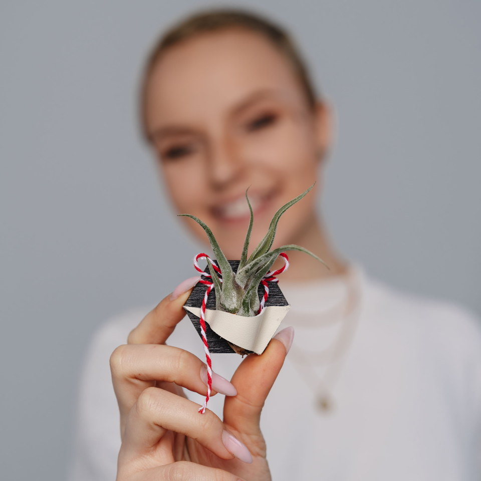 AIR PLANT Spring Token Caput Medusae Baby